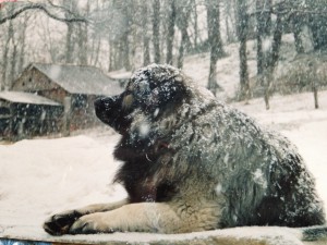 Artù ama la neve!