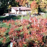 Piantagione di mirtilli in autunno