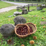 Ottime castagne per riscaldare le serate autunnali